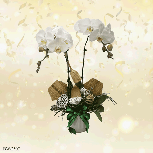 Phalaenopsis orchid palnt - BW-2507