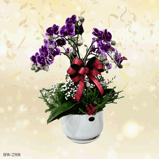 Phalaenopsis orchid palnt - BW-2508