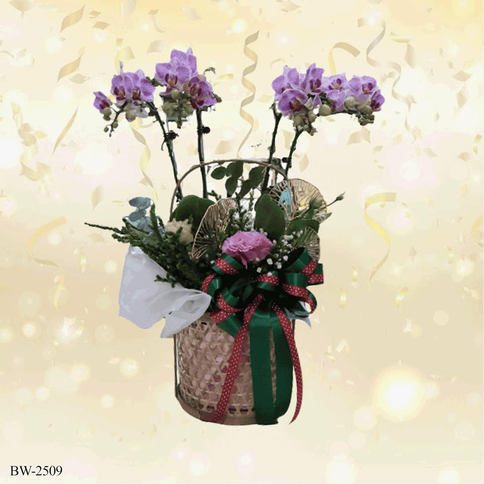 Phalaenopsis orchid palnt - BW-2509