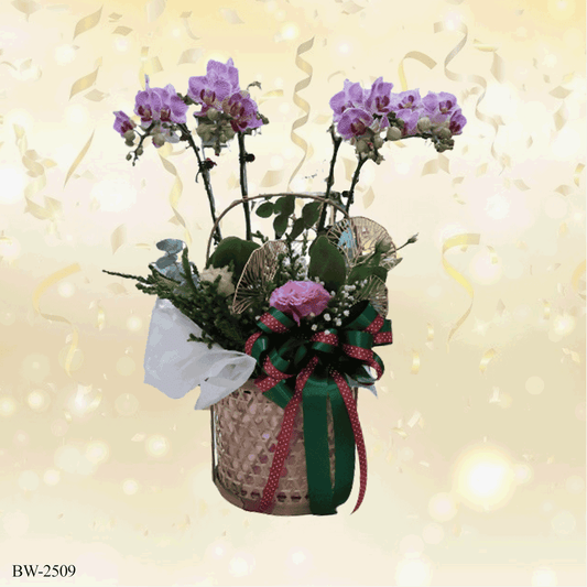 Phalaenopsis orchid palnt - BW-2509