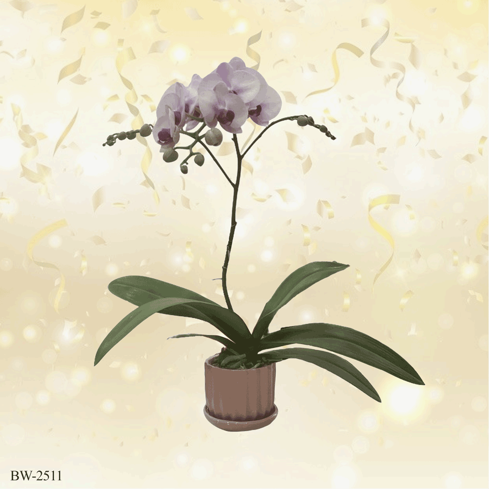 Phalaenopsis orchid palnt - BW-2511