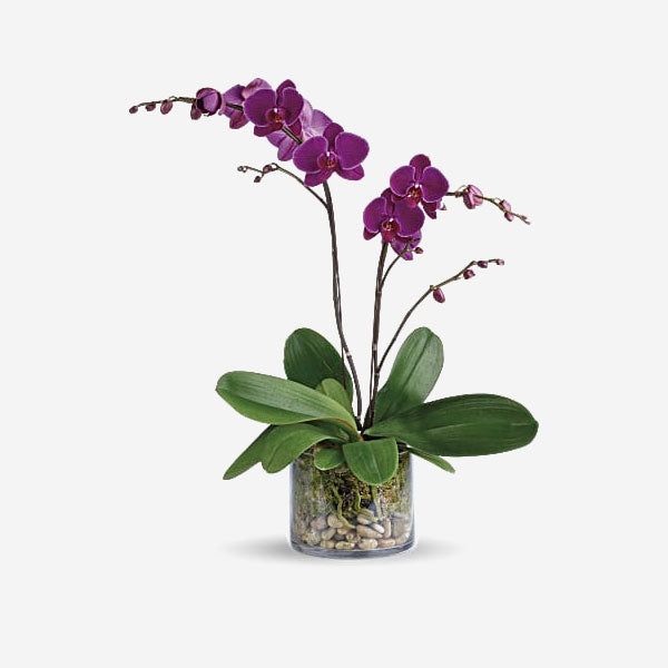 purple_orchid